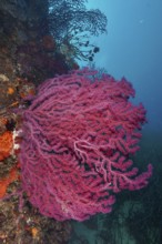Violescent sea-whip (Paramuricea clavata) in a clear blue sea during a dive in the Mediterranean