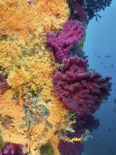 Violescent sea-whip (Paramuricea clavata) and Yellow cluster anemone (Parazoanthus axinellae) form