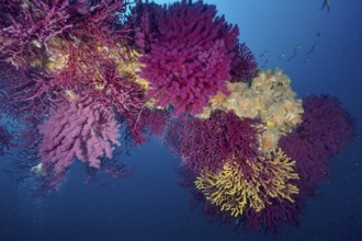 Violescent sea-whip (Paramuricea clavata) in a living underwater ecosystem in the Mediterranean Sea