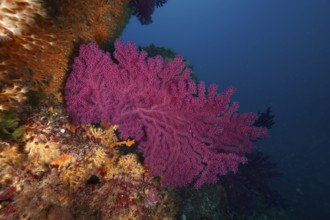 Bright pink Violescent sea-whip (Paramuricea clavata) on an underwater rock in the Mediterranean