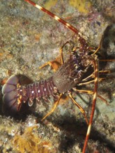 Dorsal view of a European spiny crayfish (Palinurus elephas) on a colourful reef in the
