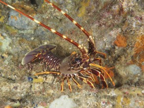 European spiny crayfish (Palinurus elephas) on a reef in the Mediterranean Sea near Hyères, dive
