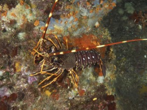 A European spiny crayfish (Palinurus elephas) on a colourful reef in the Mediterranean Sea near