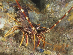 European spiny crayfish (Palinurus elephas) moving in a rocky underwater landscape in the