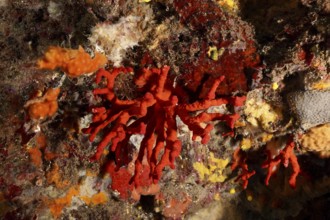 Noble coral (Corallium rubrum) in a lively underwater scene in the Mediterranean Sea near Hyères,