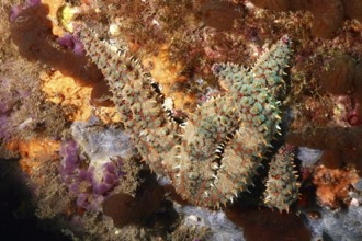A starfish with a conspicuous structure, ice starfish (Marthasterias glacialis), on a reef in the