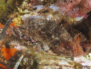 Well camouflaged Black scorpionfish (Scorpaena porcus) in a colourful underwater environment in the