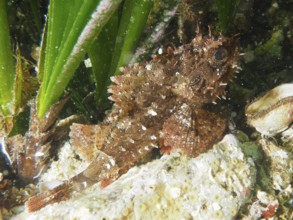 Black scorpionfish (Scorpaena porcus) in a green underwater environment among seagrass in the