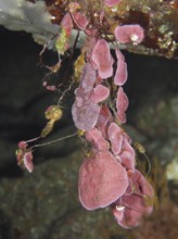 Spreading stone leaf (Mesophyllum expansum) hanging in a detailed underwater environment with algae