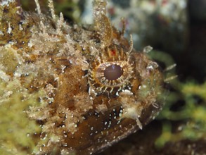Portrait of Black scorpionfish (Scorpaena porcus) in the Mediterranean Sea near Hyères, dive site