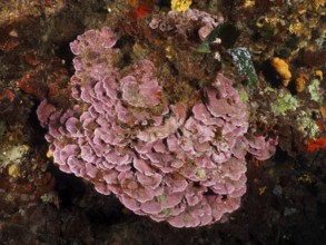 Spreading stone leaf (Mesophyllum expansum) on a rocky seabed in a natural underwater environment
