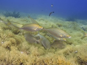 A shoal of striped fish, golden stripe (Sarpa salpa), swimming together over an overgrown