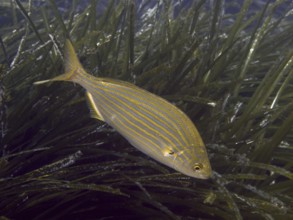 A striped fish, golden stripe (Sarpa salpa), swimming among seagrass, Neptune grass (Posidonia