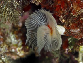 Whitish fan-shaped marine creature with decorative structures, Protula tubularia (Protula