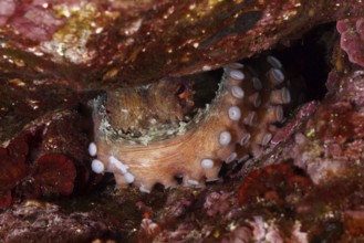 An octopus, Common Octopus (Octopus vulgaris) with visible tentacles, hiding in a rocky underwater