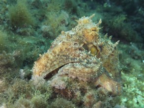 Octopus, Common Octopus (Octopus vulgaris) between algae on the seabed in the Mediterranean Sea