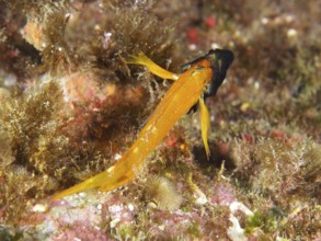 Black-faced blenny (Tripterygion delaisi) gliding over algae-covered seabed in the Mediterranean