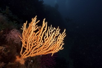 Bright yellow gorgonian (Eunicella cavolinii) stands out in the dark sea depths in the