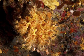 Detailed close-up of Yellow cluster anemone (Parazoanthus axinellae) in the Mediterranean Sea near