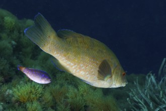 Large Ballan wrasse (Labrus bergylta) and smaller fish side by side in a wide blue sea scenario in