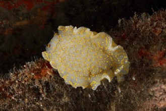 White sea nudibranch with yellow dots, yellow-violet star snail star snail (Felimare Picta), on the