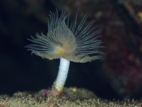 A tubular, fan-shaped creature, Protula tubularia (Protula tubularia), protrudes from a reef in a