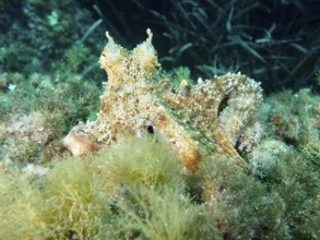 Well camouflaged octopus, Common Octopus (Octopus vulgaris), resting on algae-covered seabed in the