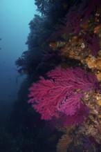 Dark underwater image of Violescent sea-whip (Paramuricea clavata) on a rock face in the deep