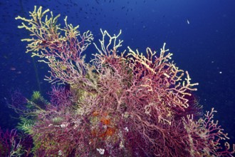 Violescent sea-whip (Paramuricea clavata) in clear water in the Mediterranean Sea near Hyères, dive