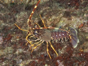 A European spiny crayfish (Palinurus elephas) in its natural environment on a seabed in the