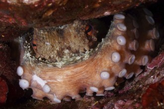 Octopus, Common Octopus (Octopus vulgaris), hidden in rocky underwater cave, showing tentacle