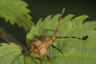 A leather bug (Coreus marginatus) in the last larval stage on a stinging nettle leaf,