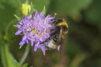 A White-tailed Bumblebee (Bombus lucorum) sits on a forest widow flower (Knautia dipsacifolia) and