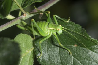 A female grasshopper (Isophia pyrenea) on a leaf in a natural environment, Baden-Württemberg,