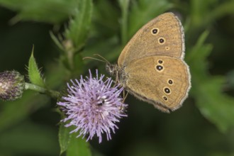 A brown woodland bird (Aphantopus hyperantus) sits on a thistle (Cirsium arvense) flower in a green