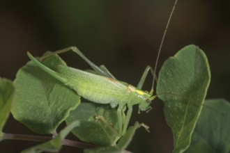 A female oak grasshopper (Meconema thalassinum) sitting on a leaf in a natural environment,