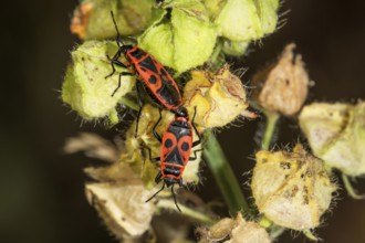 Two fire bugs (Pyrrhocoris apterus) with characteristic pattern mating on seed capsule of a dry