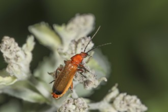 A red and yellow beetle (Rhagonycha fulva) sitting on a flower of dwarf elderberry (Sambucus