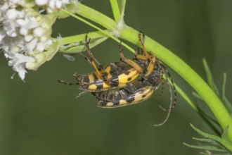 Two spotted longhorns (Rutpela maculata) mating on a valerian plant (Valeriana) in natural light,
