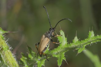 Close-up view of a spruce splint buck (Tetropium castaneum) on a stalk of thistle (Cirsium