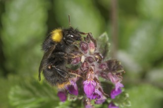 A meadow bumblebee (Bombus pratorum) sitting on a pink flower of edelgamander in green