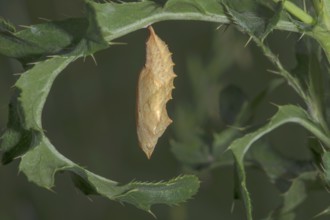 A pupa of the Small tortoiseshell (Aglais urticae) hanging from a leaf of the marsh thistle
