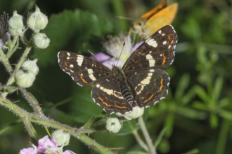 A Map Butterfly (Araschnia levana), summer form sitting on a blackberry blossom in a natural