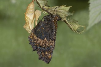 A newly hatched Small tortoiseshell (Aglais urticae) hanging from a cocoon on the leaf of a marsh