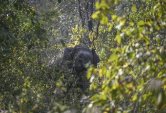 Indian elephant (Elephas maximus indicus) in the undergrowth, Corbett National Park, near Ramnagar,