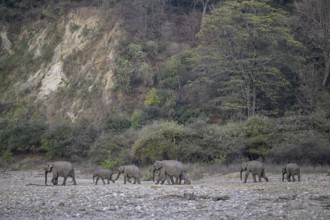 Indian elephants (Elephas maximus indicus), Corbett National Park, near Ramnagar, Uttarakhand