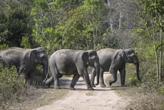 Indian elephants (Elephas maximus indicus), Corbett National Park, near Ramnagar, Uttarakhand