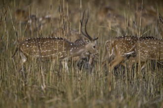 Axis deer or chitals (Axis axis) in tall grass, Corbett National Park, near Ramnagar, Uttarakhand