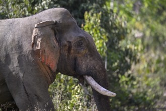 Indian elephant (Elephas maximus indicus), Corbett National Park, near Ramnagar, Uttarakhand State,