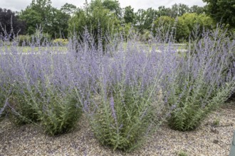 Blue rue (Perovskia atriplicifolia), Berlin, Germany